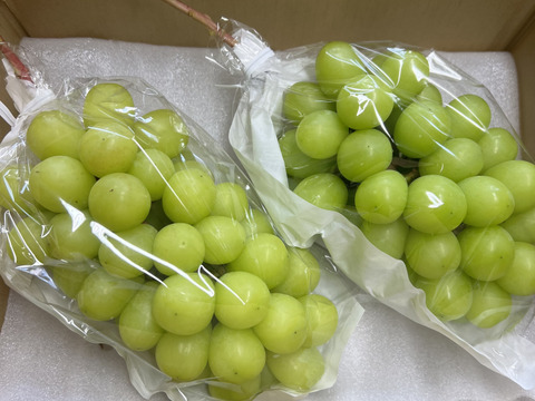 【家庭用】シャインマスカット の2房 糖度１８度越え 皮ごとガブっと 秋田県産 ハロウィン お菓子 ケーキ プレゼント 誕生日  ギフト