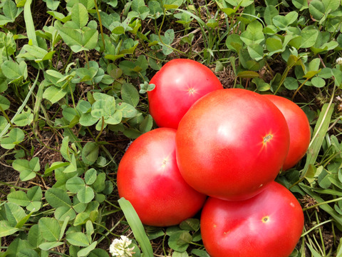 【自然栽培】固定種大玉トマト2kg★農薬・肥料不使用｜世界一トマト