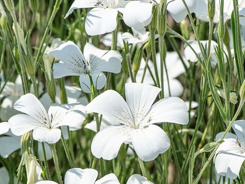 2個セット アグロステンマ オーシャンパール ホワイトガーデン イングリッシュガーデン 花苗 花壇苗