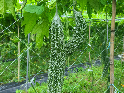 朝取り新鮮！優ゴーヤ[えらぶ]3㎏(10～14本)