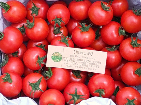 【ぶるベジの看板娘】極薄皮と奥深い旨み！！農園一番推しのコク旨とまと「華おとめ」１.７kg