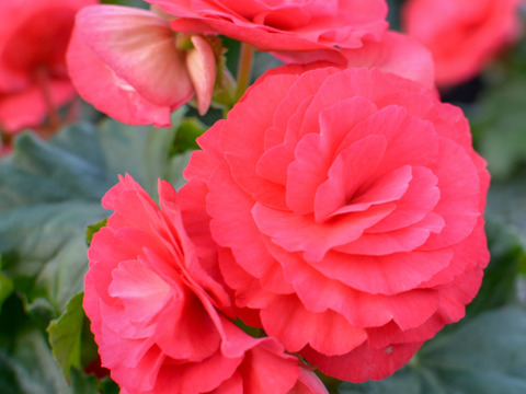 【贈答用】八重咲きでピンクといったらこれ！エラチオールベゴニア【ビノスピンク】５寸