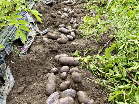 新じゃがいもシャドークイーン1.5kg 農薬・化学肥料不使用：埼玉県産の