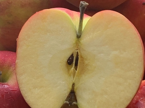 【贈答用】葉とらずふじ&王林 王道の組み合わせ！ 10kg（24〜36個）