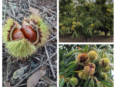 【2キロクール便】甘ホク増々、熟成小布施産2L〜大栗　小布施栗