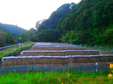 【R3年度産】もち米　2升(約3kg)合鴨栽培・天日干し・精米