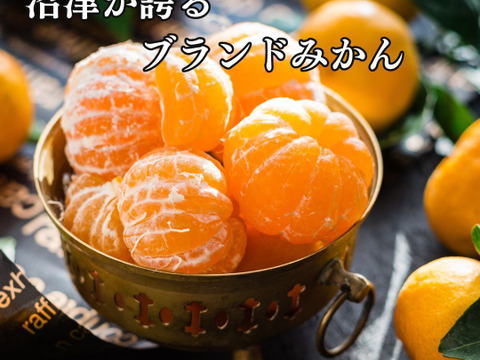 糖度10度以上！青秀約2.5キロ箱込み 寿太郎みかん みかん 西浦みかん