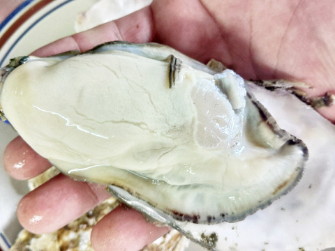 生食用４ｋｇ 急速凍結の冷凍牡蠣 殻付き 牡蠣 牡蠣 殻付き 貝 牡蛎 牡蛎 kaki かき カキ 松島牡蠣屋 BBQ 貝類 海産物 オイスターoyster 貝冷凍牡蠣