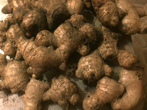 【自然栽培】生姜パウダー　20g