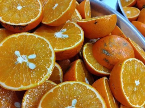 果実から生まれた、やさしいコーラ【柑橘クラフトコーラ】