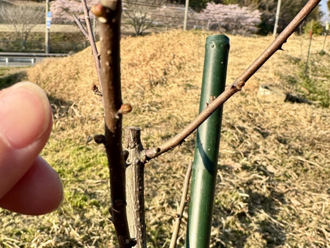 【食の世界遺産🎖️】本場 有馬の花山椒35g🌿 山椒の花（蕾）有馬温泉の麓よりお届け♨️ 兵庫県有馬特産 希少な有馬の山椒🌟 しゃぶしゃぶに👍 栽培期間中農薬不使用《クール便・4月中旬頃発送🚛³₃》