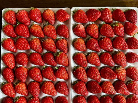 八ヶ岳産 ありがいちご　「よつぼし」 140粒 食べ始めたら止まらない！輸送に強い業務包装！標高1000m 太陽とミネラル豊富な天然水