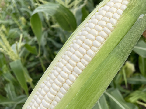 白と黄色のとうもろこし食べ比べセット🌽5本ずつ［合計10本］