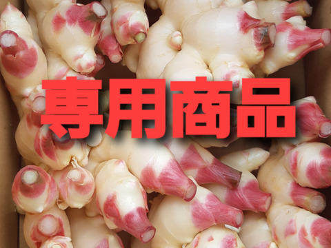 農家直送　高知県産新生姜　10kg 山北産直 生姜 1kg 高知県産 国産 しょうが 農家直送 高知産