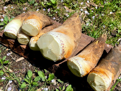 【2026年産】旬の天然タケノコ5kg（富山県氷見産 / ふるさと納税可）/ 栽培期間中、農薬・化学肥料・除草剤不使用［朝掘り採れたて発送］