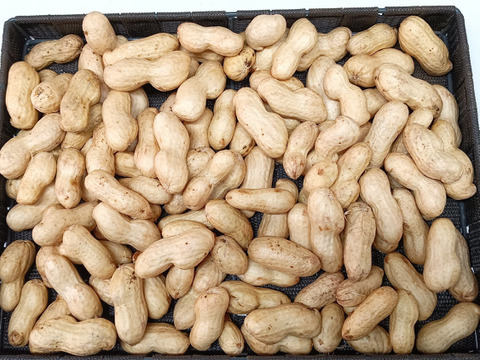 生落花生 おおまさり 1kg入り 今が旬 期間限定です 茨城県産の落花生 ピーナッツ 食べチョク 産地直送 産直 お取り寄せ通販 農家 漁師から旬の食材を直送