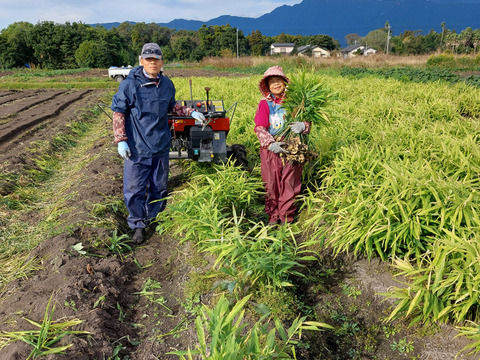 シャキシャキとした香りのいいもみじ生姜 5kg