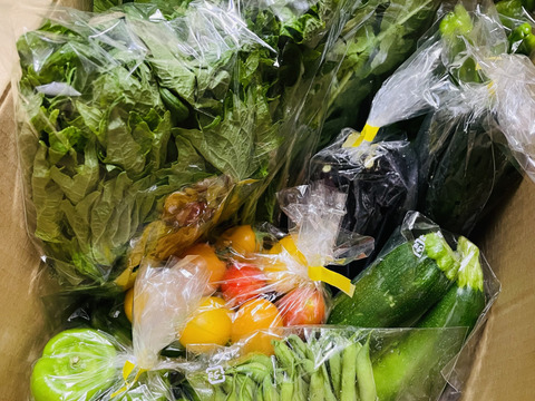 農薬・化学肥料不使用 - 野菜の苦みがない！旬の野菜セット(約10点)