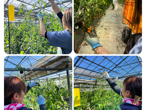 『フラガール』栃木県産　約1.9kg（大きさ不揃い）