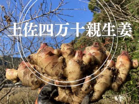 高知土佐四万十親生姜2kg【栽培時農薬不使用・化学肥料不使用】