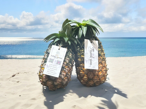 【石垣島産】ジュワリーパインとスナックパインのお得な食べ比べセット!!スナックパイン3玉・ジュワリーパイン3玉