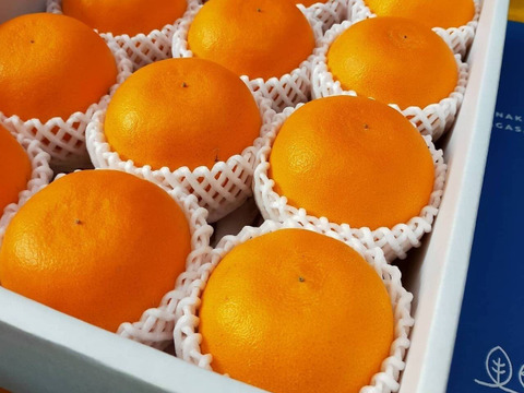 【2月中旬～発送】果汁たっぷりじゅわ～💕ハウス完熟せとか　3ｋｇ(8～15玉）×1箱