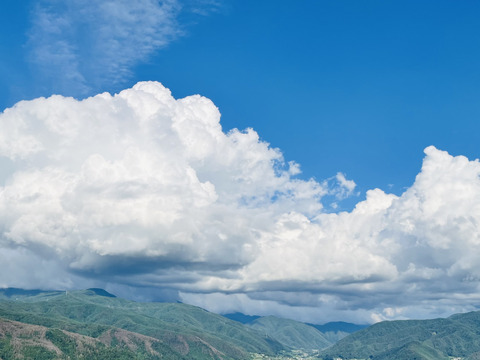 長野県松本産　サンふじ　約５キロ 16〜12玉