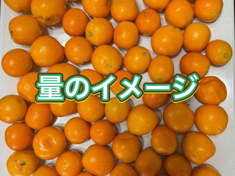 金柑（粒大きめ）自然栽培 約1kg 、皮ごとまるかじりOK！甘みが多くジュウシーです！残りわずか！