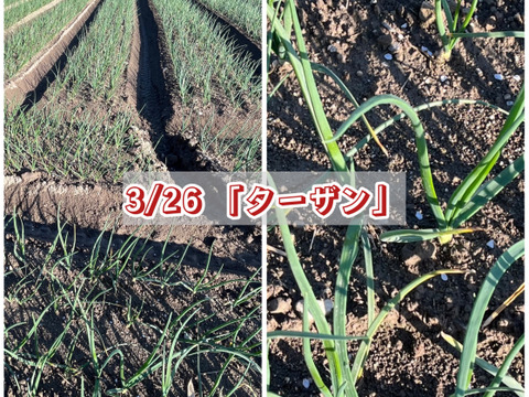 【プロ仕様・保存性◎】熟成の旨み！淡路島完熟ターザン大容量10kg（サイズ混合）