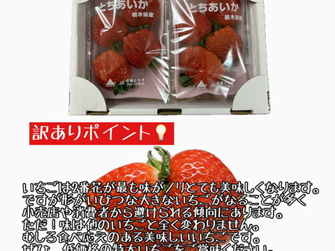 新年限定『特大とちあいか1kg』フレーズのこだわりいちご280g×4パック：栃木県産のとちあいか｜食べチョク｜産地直送(産直)お取り寄せ通販 -  農家・漁師から旬の食材を直送