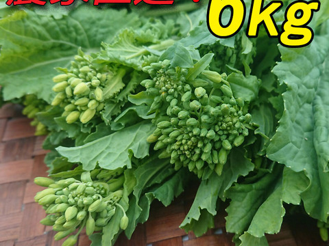 『菜花（なばな、菜の花、なのはな）6kg』朝取り農家直送！200g×30 南房総市産