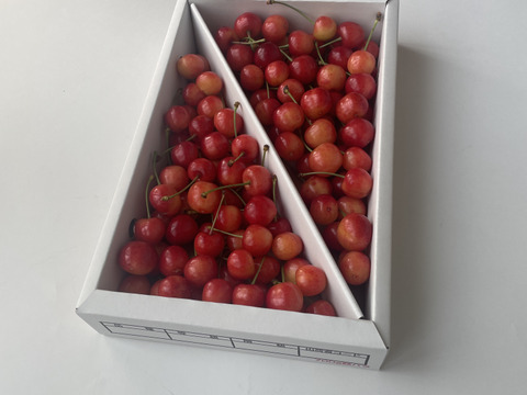【やまがた紅王】家庭用グラデーションセット 🍒７００グラム🍒【Ｌサイズ以上】【訳あり】【さくらんぼ】