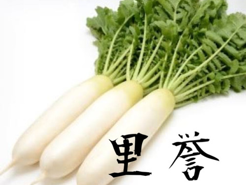 【飲食店向け】超人気！！葉っぱ付き大野ヶ原大根100サイズに入るだけ『豊誉と里誉』！1000g以上×5〜7p