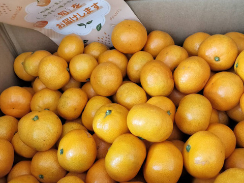 【家庭用】愛媛みかん 11kg(小玉サイズ) ひとくちで恋する♡濃い味みかん♪【冬ギフト】