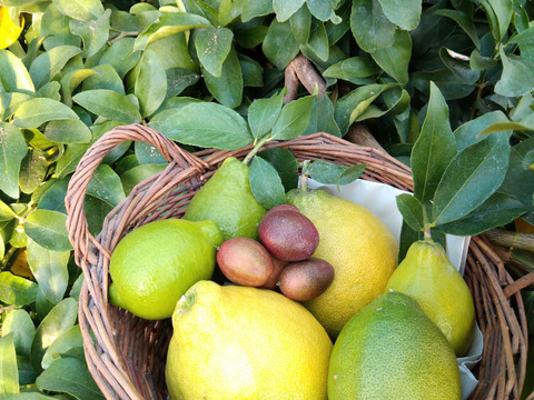 いろんなレモンのおまかせセット化学農薬不使用・希少レモン入り【柑橘食べ比べ】