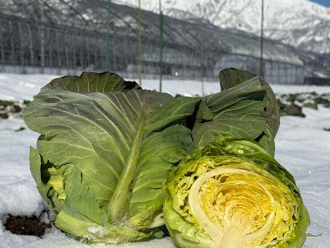 【期間限定】【旬】甘さが凝縮！寒締めキャベツ６玉（１玉約700g～1000ｇ）　※段ボール発送 ✨信州の環境にやさしい農産物認証