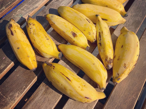 アイスクリームバナナ２本 約２００g前後 愛知県産 食べチョク 農家 漁師の産直ネット通販 旬の食材を生産者直送