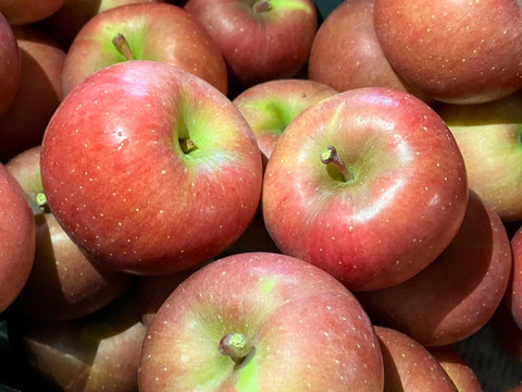 濃厚な甘みのりんご 「こうとく」（B品2㎏）