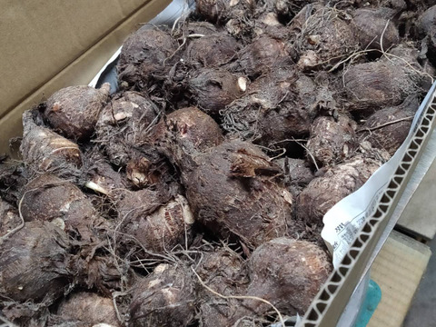 【鳥取県産】ねっとり濃厚 黄金里芋 親芋 10kg