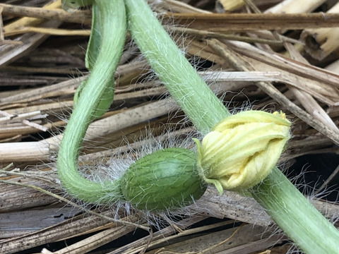 ❣️種ごと食べられる❣️薄皮極甘シャリシャリ食感小玉西瓜【ピノガール】2玉3.5kg以上《大阪府エコ農産物“大阪産（もん）”農薬・化学肥料不使用認証》