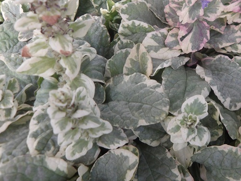 2個セット アジュガ バーガンディグロー カラーリーフ  グランドカバー イングリッシュガーデン 宿根草 多年草