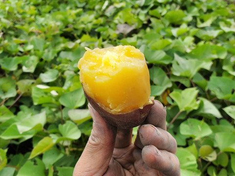 【夢シルクご家庭用２キロBOX】上品な甘みと、シルクのような滑らさ！大阪産さつまいも