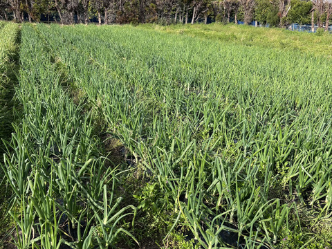 春の旬の味！　甘うま新玉ねぎ　2kg