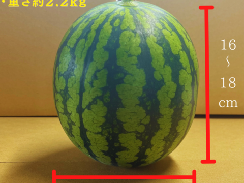 【300円割引中】小玉スイカ 2玉 糖度上昇中 本当に甘い 小玉スイカ 小玉西瓜 秋田県産 夏松チッチェ ギフト お中元 夏丸 2玉入り 暑中御見舞い  甘い チッチェ  お中元 ギフトピノガール