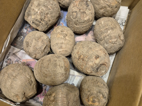 【新潟県特別栽培認証】五泉産 大玉さといも1kg(2L以上）