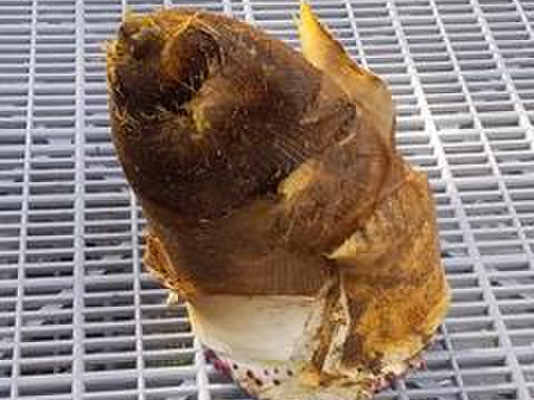 【旬タケノコ】2.5Kg前後高野山麓産（冷蔵便）