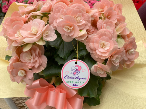 【贈答用】ハイセンスなピギーピンクは希少！エラチオールベゴニア【ビノスソフトピンク】５寸
