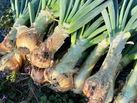 【期間限定】葉付き新玉ねぎ2kg 農薬・化学肥料不使用