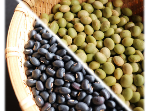 ◎自然栽培◎秘伝豆・黒ささげ 各1kg《令和6年・山形県鶴岡産》