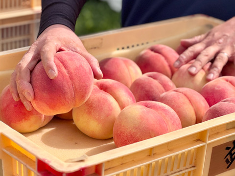 [2025年予約受付中]
長野県産　川中島白桃3kg（約6~9個）